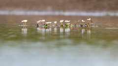 Middelste waterranonkel-Common water-crowfoot-Gewöhnliche Wasserhahnenfuß-Ranunculus aquatilis -Spanje-Spain-Spanien