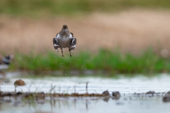 Oeverloper-Common sandpiper-Flussuferläufer-Actitis hypoleucos -Spanje-Spain-Spanien