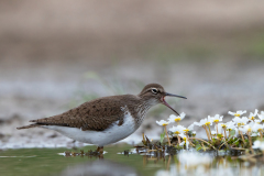 Oeverloper-Common sandpiper-Flussuferläufer-Actitis hypoleucos -Spanje-Spain-Spanien