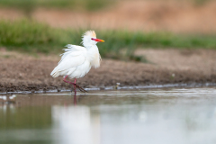 Koereiger-Western cattle egret-Kuhreiher-Ardea ibis -Spanje-Spain-Spanien