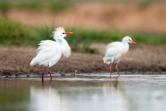 Koereiger-Western cattle egret-Kuhreiher-Ardea ibis -Spanje-Spain-Spanien