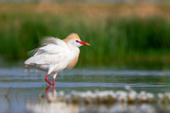 Koereiger-Western cattle egret-Kuhreiher-Ardea ibis -Spanje-Spain-Spanien
