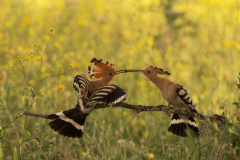 Hop-Common hoopoe-Wiedehopf-Upupa epops -Spanje-Spain-Spanien