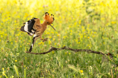 Hop-Common hoopoe-Wiedehopf-Upupa epops -Spanje-Spain-Spanien