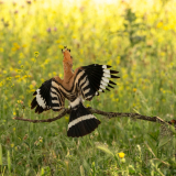 Hop-Common hoopoe-Wiedehopf-Upupa epops -Spanje-Spain-Spanien