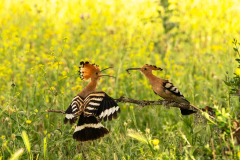 Hop-Common hoopoe-Wiedehopf-Upupa epops -Spanje-Spain-Spanien