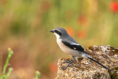 Iberische klapekster-Iberian grey shrike-Iberienraubwürger-Lanius meridionalis -Spanje-Spain-Spanien