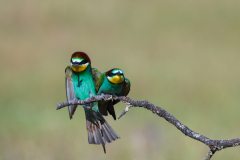 Bijeneter-European bee-eater-Bienenfresser-Merops apiaster -Spanje-Spain-Spanien