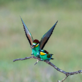 Bijeneter-European bee-eater-Bienenfresser-Merops apiaster-Spanje-Spain-Spanien