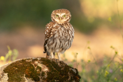 Steenuil-Little owl-Steinkauz-Athene noctua-Spanje-Spain-Spanien