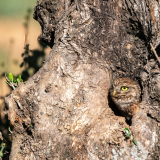 Steenuil-Little owl-Steinkauz-Athene noctua-Spanje-Spain-Spanien