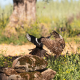 Steenuil-Little owl-Steinkauz-Athene noctua-Ekster-Magpie-Elster-Pica pica-Spanje-Spain-Spanien