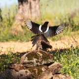 Steenuil-Little owl-Steinkauz-Athene noctua-Ekster-Magpie-Elster-Pica pica-Spanje-Spain-Spanien