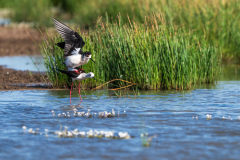 Steltkluut-Black-winged stilt-Stelzenläufer-Himantopus himantopus-Spanje-Spain-Spanien