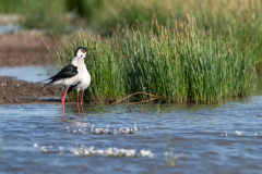 Steltkluut-Black-winged stilt-Stelzenläufer-Himantopus himantopus-Spanje-Spain-Spanien