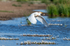 Koereiger-Western cattle egret-Kuhreiher-Ardea ibis -Spanje-Spain-Spanien