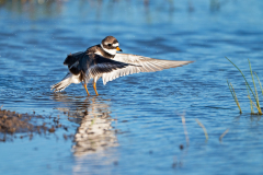 Bontbekplevier-Common ringed plover-Sandregenpfeifer-Charadrius hiaticula -Spanje-Spain-Spanien