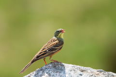 Ortolaan-Ortolan-bunting-Ortolan-Emberiza-hortulana-Spanje-Spain-Spanien