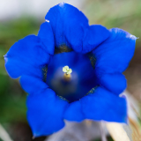 Stengelloze gentiaan-Stemless gentian-Kochsche Enzian-Gentiana acaulis -Spanje-Spain-Spanien