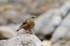 Alpenheggemus-Alpine-accentor-Alpenbraunelle-Prunella-collaris-Spanje-Spain-Spanien