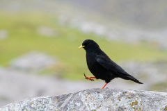 Alpenkauw-Alpine-chough-Alpendohle-Pyrrhocorax-graculus-Spanje-Spain-Spanien