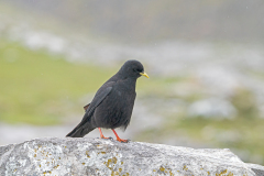 Alpenkauw-Alpine-chough-Alpendohle-Pyrrhocorax-graculus-Spanje-Spain-Spanien