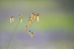 Bevertjes-Common quaking grass-Mittlere Zittergras-Briza media-Spanje-Spain-Spanien