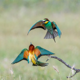 Bijeneter-European bee-eater-Bienenfresser-Merops apiaster -Spanje-Spain-Spanien