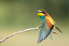 Bijeneter-European-bee-eater-Bienenfresser-Merops-apiaster-Spanje-Spain-Spanien