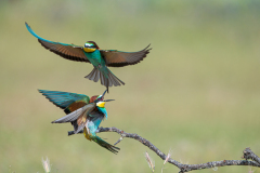 Bijeneter-European-bee-eater-Bienenfresser-Merops-apiaster-Spanje-Spain-Spanien