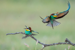 Bijeneter-European-bee-eater-Bienenfresser-Merops-apiaster-Spanje-Spain-Spanien