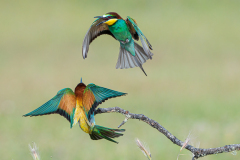 Bijeneter-European-bee-eater-Bienenfresser-Merops-apiaster-Spanje-Spain-Spanien