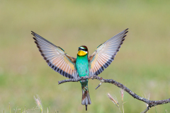 Bijeneter-European-bee-eater-Bienenfresser-Merops-apiaster-Spanje-Spain-Spanien