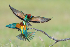 Bijeneter-European-bee-eater-Bienenfresser-Merops-apiaster-Spanje-Spain-Spanien