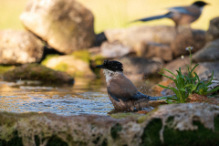 Blauwe-ekster-Iberian-magpie-Blauelster-Cyanopica-cooki-Spanje-Spain-Spanien