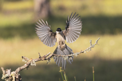Blauwe-ekster-Iberian-magpie-Blauelster-Cyanopica-cooki-Spanje-Spain-Spanien