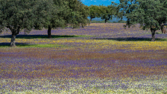Bloemenpracht-Wildflower meadow-Wildblumenwiese-Extremadura -Spanje-Spain-Spanien