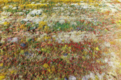 Bloemenpracht-floral-splendor-Blumenpracht-Toledo-Spanje-Spain-Spanien