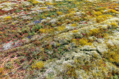 Bloemenpracht-floral-splendor-Blumenpracht-Toledo-Spanje-Spain-Spanien