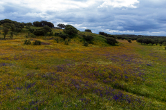 Bloemenpracht-in-Flower-beauty-in-Blumenschonheit-in-Extremadura-Spanje-Spain-Spanien