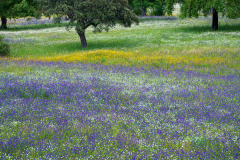 Bloemenpracht-in-Flower-beauty in-Blumenschonheit-in-Extremadura -Spanje-Spain-Spanien