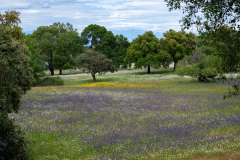 Bloemenpracht-Wildflower meadow-Wildblumenwiese-Extremadura -Spanje-Spain-Spanien