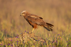 Bruine-kiekendief-Western-marsh-harrier-Rohrweihe-Circus-aeruginosus-Spanje-Spain-Spanien
