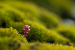 Eenjarig vetkruid-Serum rubens-Crassulaceae -Spanje-Spain-Spanien