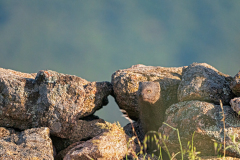 Egyptische-mangoest-Egyptian-mongoose-Ichneumon-Herpestes-ichneumon-Spanje-Spain-Spanien
