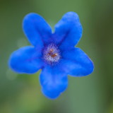 Parelkruid-Heavenly blue-Glandora prostrata -Spanje-Spain-Spanien