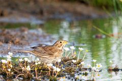 Grauwe-gors-Corn-bunting-Grauammer-Emberiza-calandra-Spanje-Spain-Spanien
