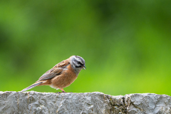 Grijze-gors-Rock-bunting-Zippammer-Emberiza-cia-Spanje-Spain-Spanien