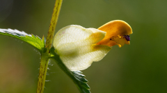 Grote-ratelaar-Narrow-leaved rattle-Große Klappertopf-Rhinanthus-angustifolius -Spanje-Spain-Spanien