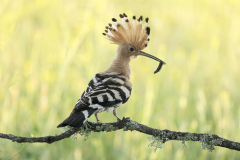 Hop-Eurasian-hoopoe-Wiedehopf-Upupa-epops-Spanje-Spain-Spanien
